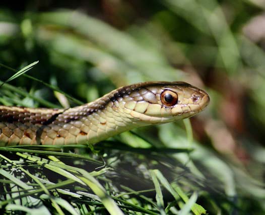 garter snake