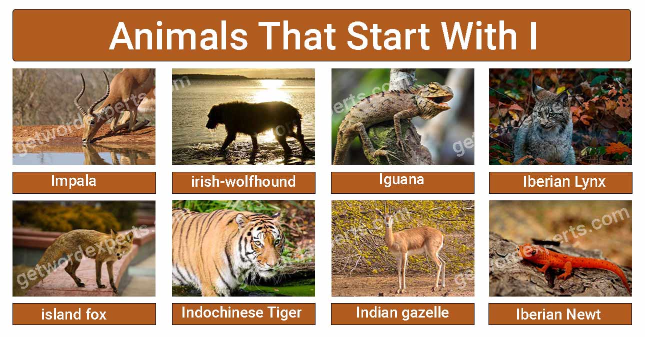 animals that start with i