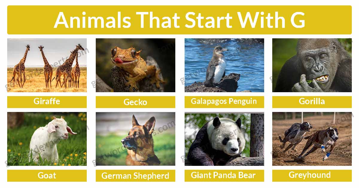 animals that start with g