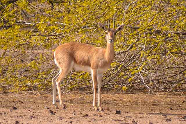 Indian Gazelle