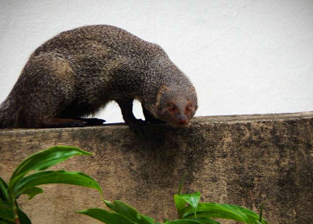 Indian Gray Mongooses