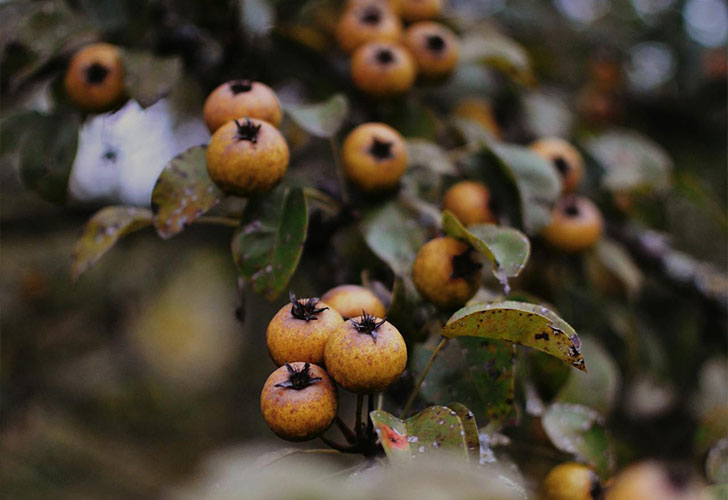 Common medlar