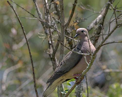 eared dove