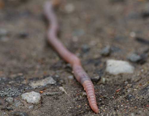 earthworm