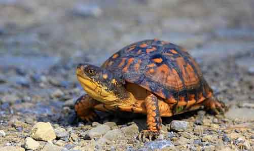 Eastern Box Turtle