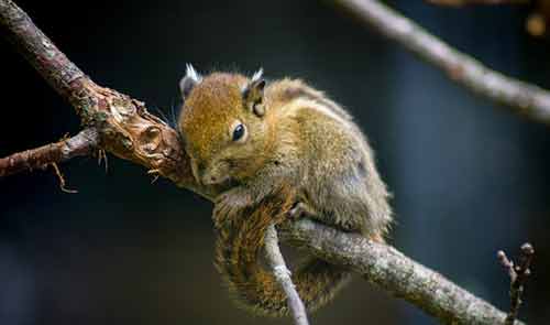 Eastern Chipmunk