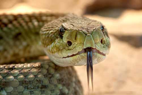 Eastern Diamondback Rattlesnake