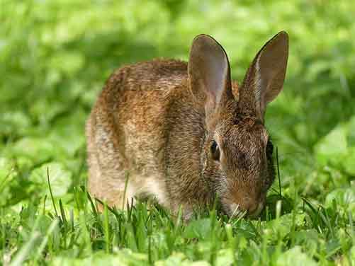 Eastern Cottontail