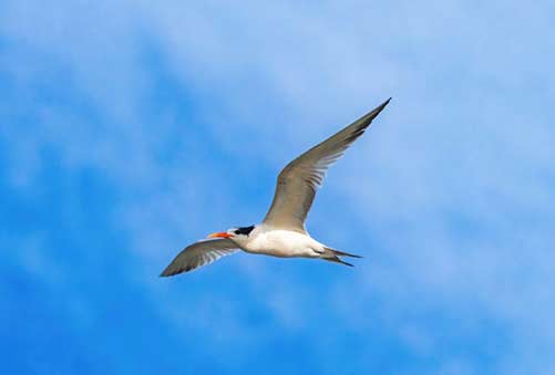 elegant tern