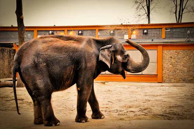 Elephant, Indian,