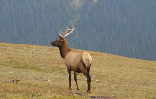 elk