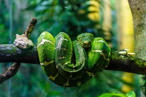 Emerald Tree Boa