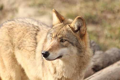 Ethiopian Wolf