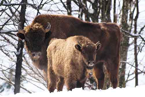 European Bison