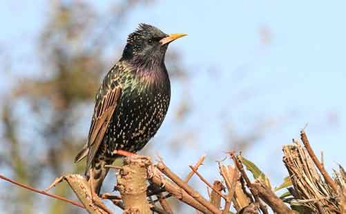 European Starling