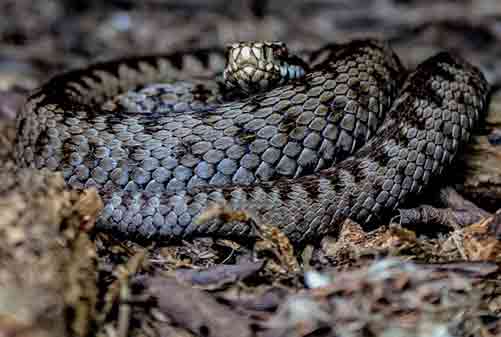 Eyelash Viper 