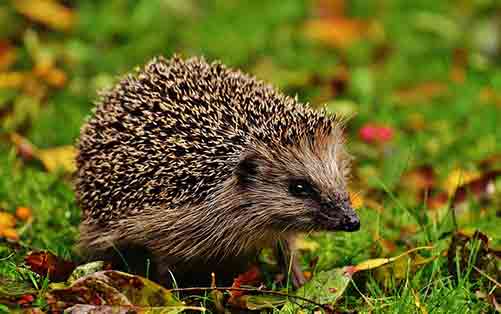 European Hedgehog