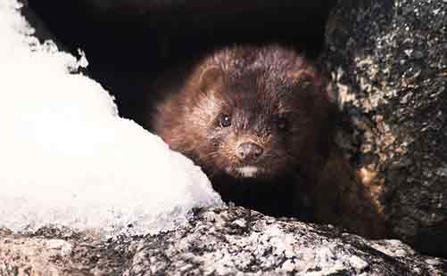 Everglades Mink