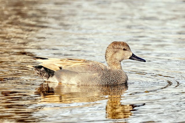 gadwall