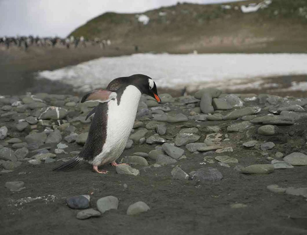 Gentoo Penguin