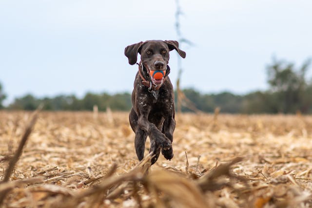 German Shorthaired Pointer