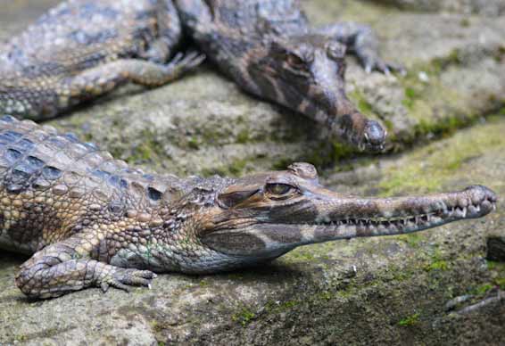 Gharial