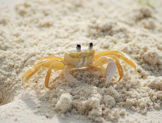 ghost crab