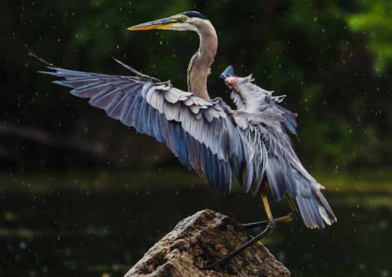 great blue heron