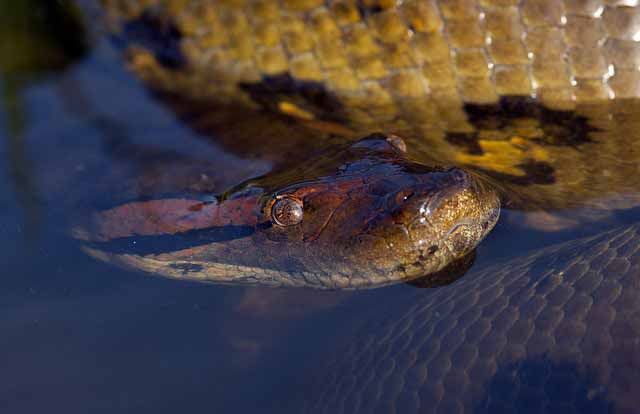 green anaconda