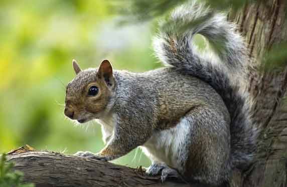 Ground Squirrel