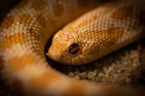 Hognose snake, Reptile