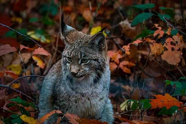 Iberian Lynx