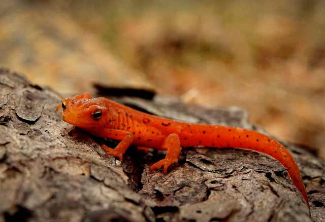 Iberian Newt