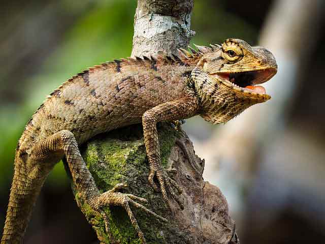 Iguana, Animal, Wildlife