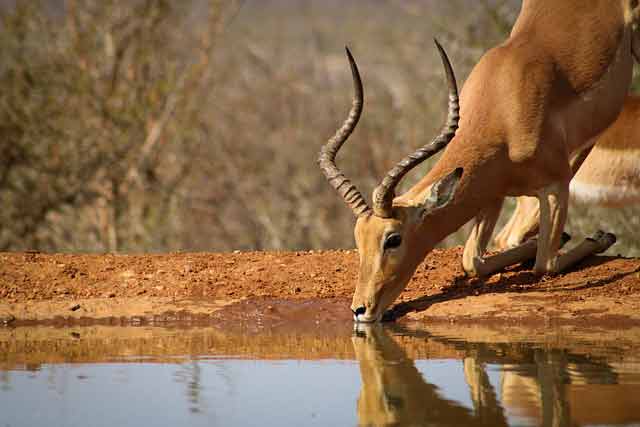 Impala, Africa, Nature