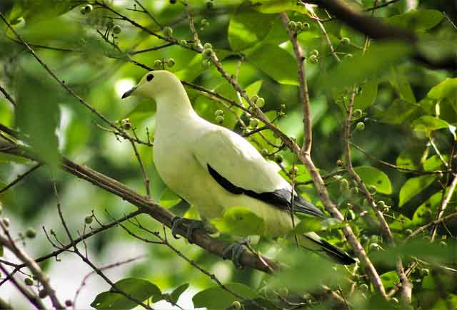 Imperial Pigeon