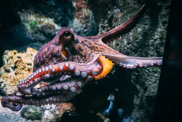 Incirrate Octopus