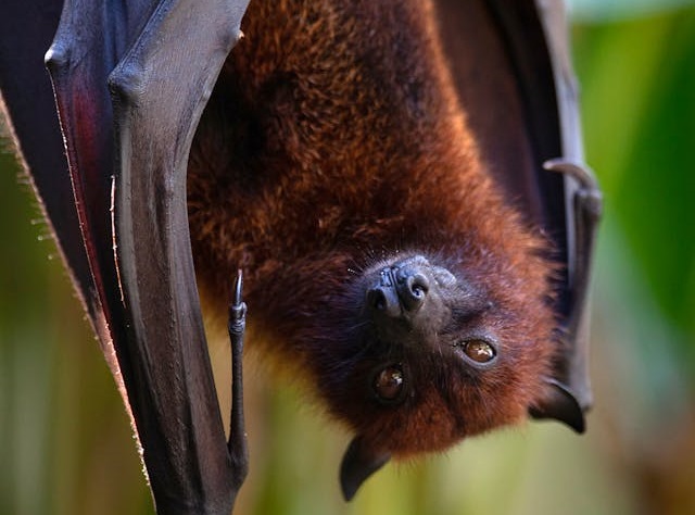 Indian Flying Fox