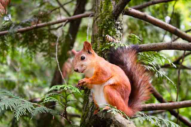 Indian Giant Squirrel