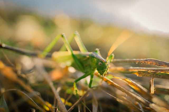 Indian Grasshopper