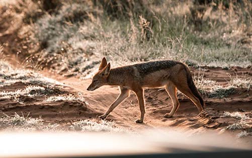 Indian Jackals