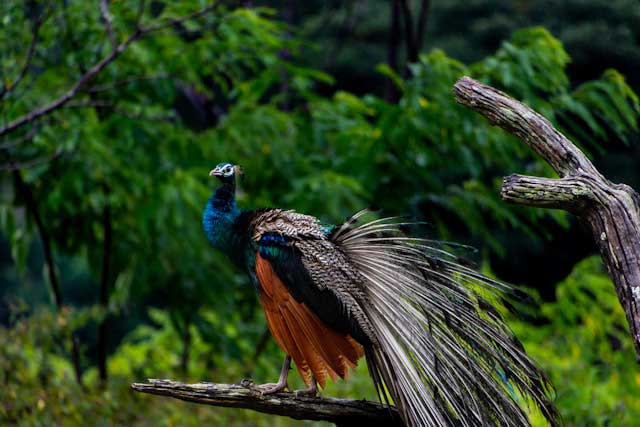 Indian Peafowl