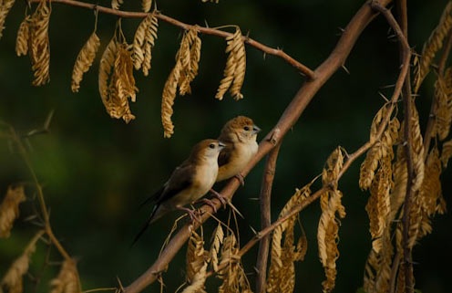 Indian Sparrow