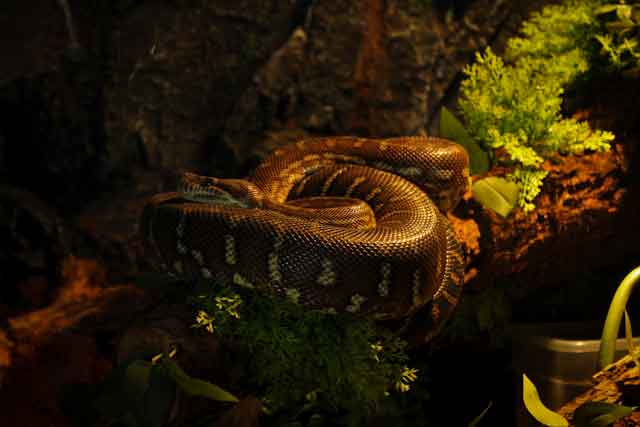 Indigo Snake