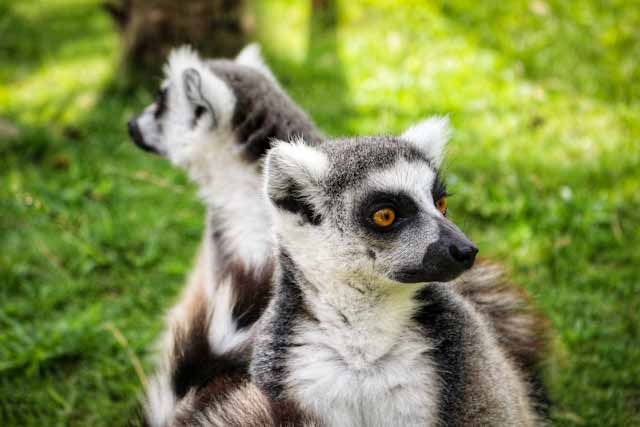 Indri Lemur-a close up of a small animal on a field of grass