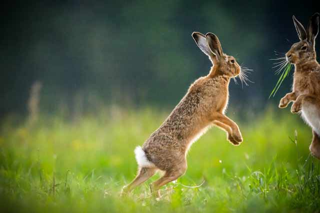 Irish hare, Hare, Lagomorph image