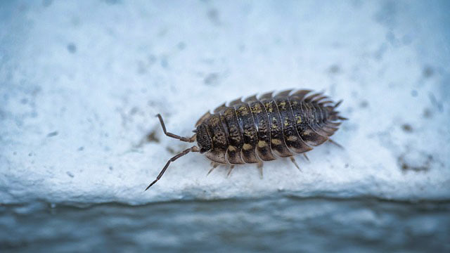 Isopod_(woodlouse)