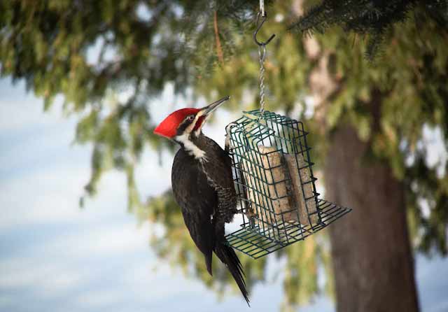 Ivory-Billed Woodpecker