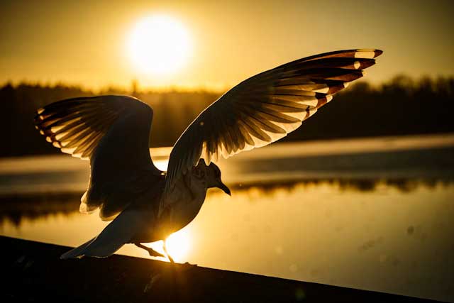 Ivory Gull