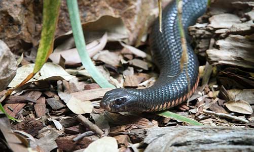 Inland Taipan